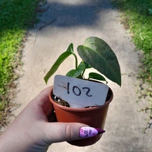 Load image into Gallery viewer, #102 Anthurium NOID