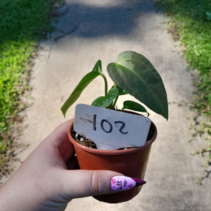 #102 Anthurium NOID