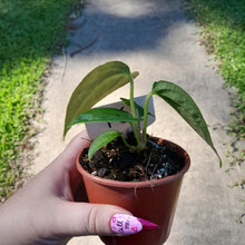 Load image into Gallery viewer, #102 Anthurium NOID