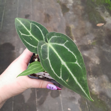 #10 Anthurium Magnificum xx