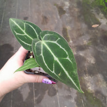Load image into Gallery viewer, #10 Anthurium Magnificum xx