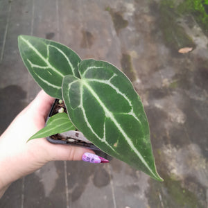 #10 Anthurium Magnificum xx