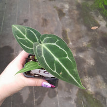 Load image into Gallery viewer, #10 Anthurium Magnificum xx