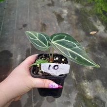 Load image into Gallery viewer, #10 Anthurium Magnificum xx