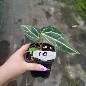 #10 Anthurium Magnificum xx