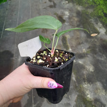 Load image into Gallery viewer, #10 Anthurium Magnificum xx
