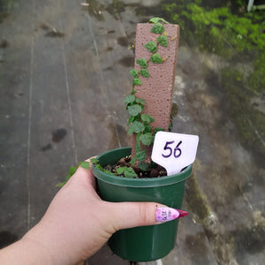 #56 Ficus Pumila Minima