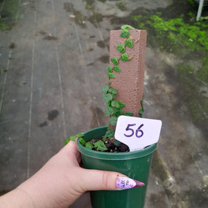 #56 Ficus Pumila Minima