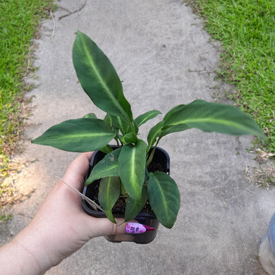 #10 Spathiphyllum Mini White Stripe