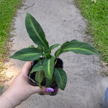 Load image into Gallery viewer, #10 Spathiphyllum Mini White Stripe