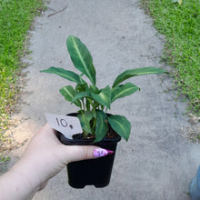Load image into Gallery viewer, #10 Spathiphyllum Mini White Stripe