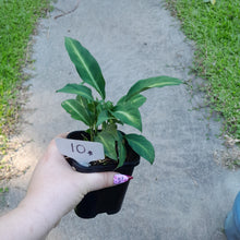 Load image into Gallery viewer, #10 Spathiphyllum Mini White Stripe