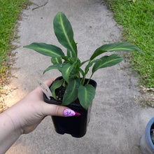 Load image into Gallery viewer, #10 Spathiphyllum Mini White Stripe