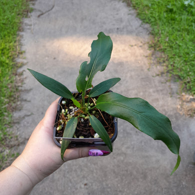 #83 Anthurium Plowmanii Ruffles