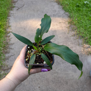 #83 Anthurium Plowmanii Ruffles