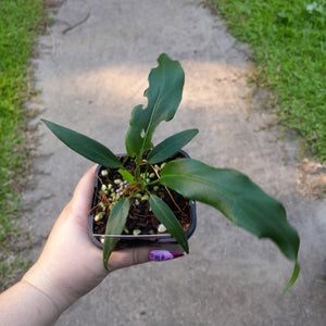#83 Anthurium Plowmanii Ruffles