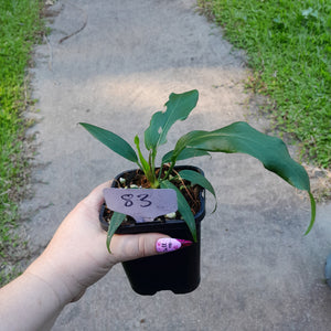 #83 Anthurium Plowmanii Ruffles