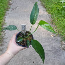 Load image into Gallery viewer, #205 Variegated Epipremnum Pinnatum