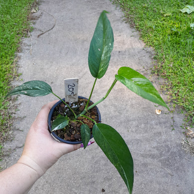 #205 Variegated Epipremnum Pinnatum