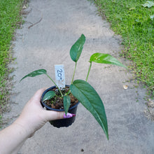 Load image into Gallery viewer, #205 Variegated Epipremnum Pinnatum