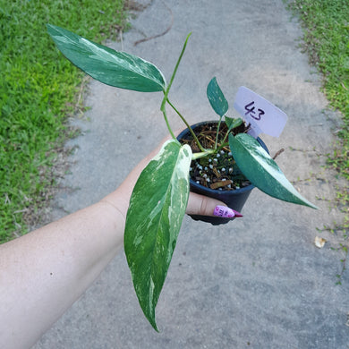 #43 Variegated Epipremnum Pinnatum