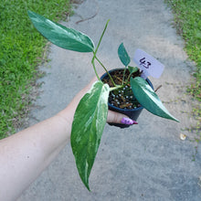 Load image into Gallery viewer, #43 Variegated Epipremnum Pinnatum
