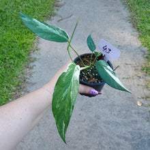 Load image into Gallery viewer, #43 Variegated Epipremnum Pinnatum