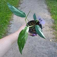 Load image into Gallery viewer, #43 Variegated Epipremnum Pinnatum
