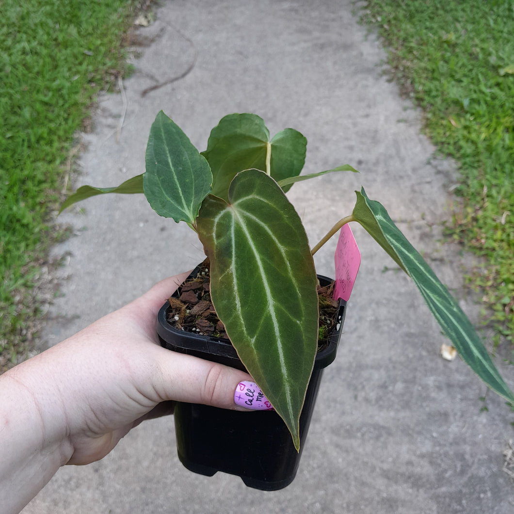 #G3 Miniature Anthurium Magnificum Hybrid x