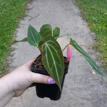 Load image into Gallery viewer, #G3 Miniature Anthurium Magnificum Hybrid x