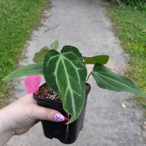 #G3 Miniature Anthurium Magnificum Hybrid x