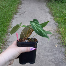 Load image into Gallery viewer, #G3 Miniature Anthurium Magnificum Hybrid x