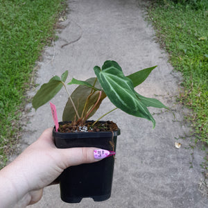 #G3 Miniature Anthurium Magnificum Hybrid x