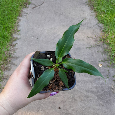 #144 Anthurium Plowmanii Ruffles