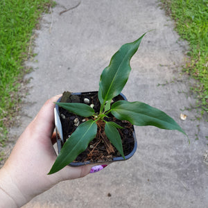 #144 Anthurium Plowmanii Ruffles