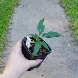 #144 Anthurium Plowmanii Ruffles