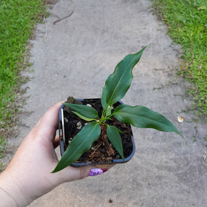 #144 Anthurium Plowmanii Ruffles