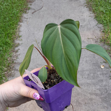 #6 Philodendron Dean Mcdowell