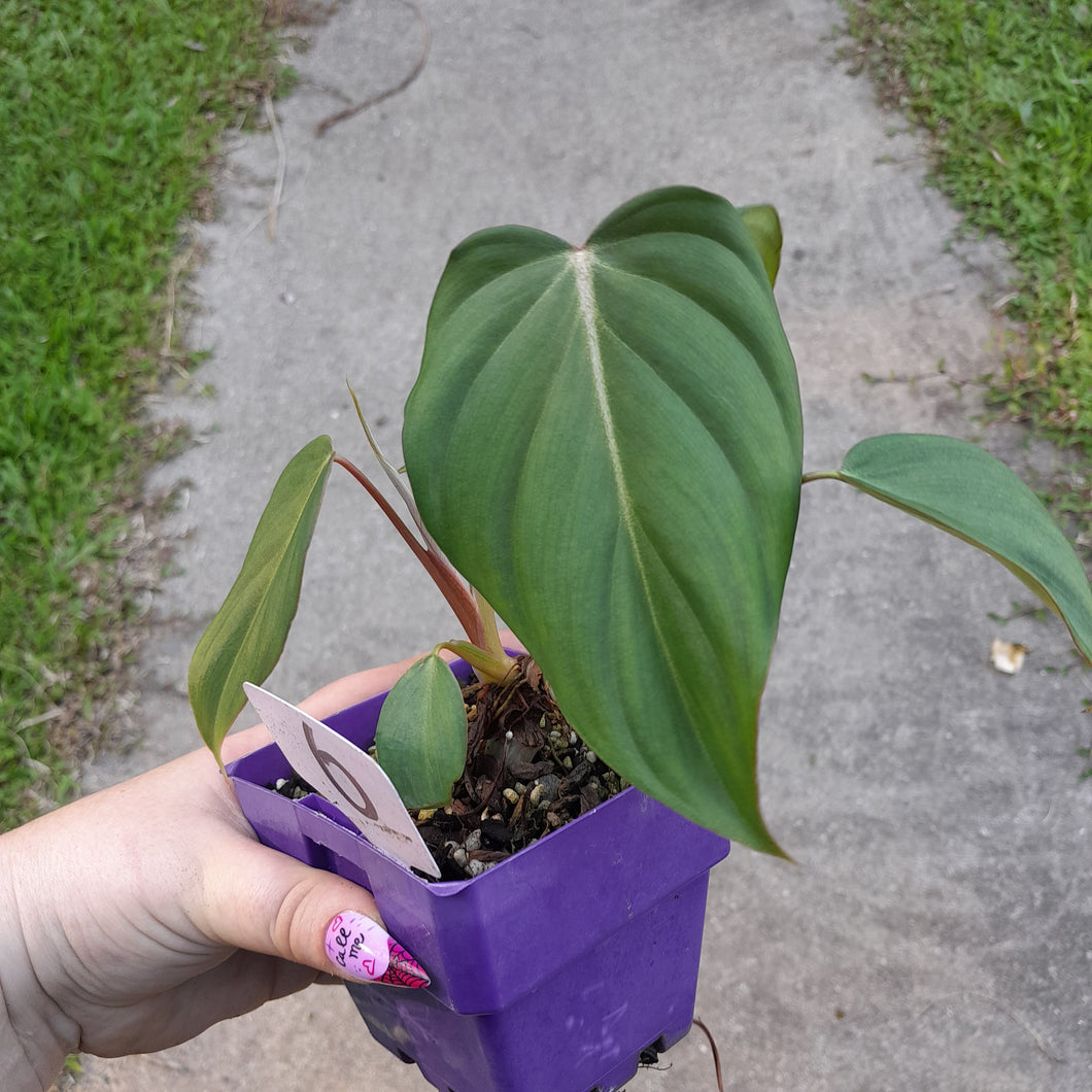 #6 Philodendron Dean Mcdowell