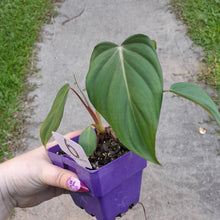 Load image into Gallery viewer, #6 Philodendron Dean Mcdowell
