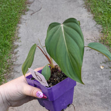 Load image into Gallery viewer, #6 Philodendron Dean Mcdowell
