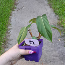 Load image into Gallery viewer, #6 Philodendron Dean Mcdowell