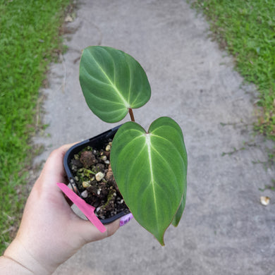 #605 Philodendron Gloriosum