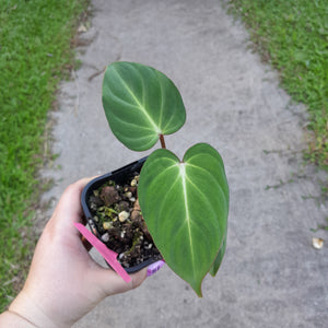 #605 Philodendron Gloriosum