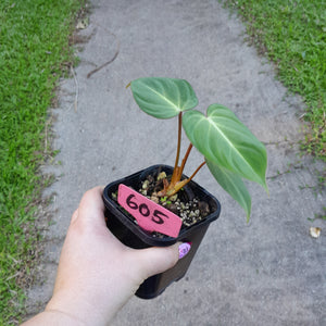 #605 Philodendron Gloriosum