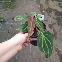 Load image into Gallery viewer, #G28 Miniature Anthurium Magnificum Hybrid x