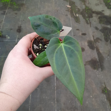 #107 Anthurium NOID