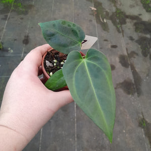 #107 Anthurium NOID