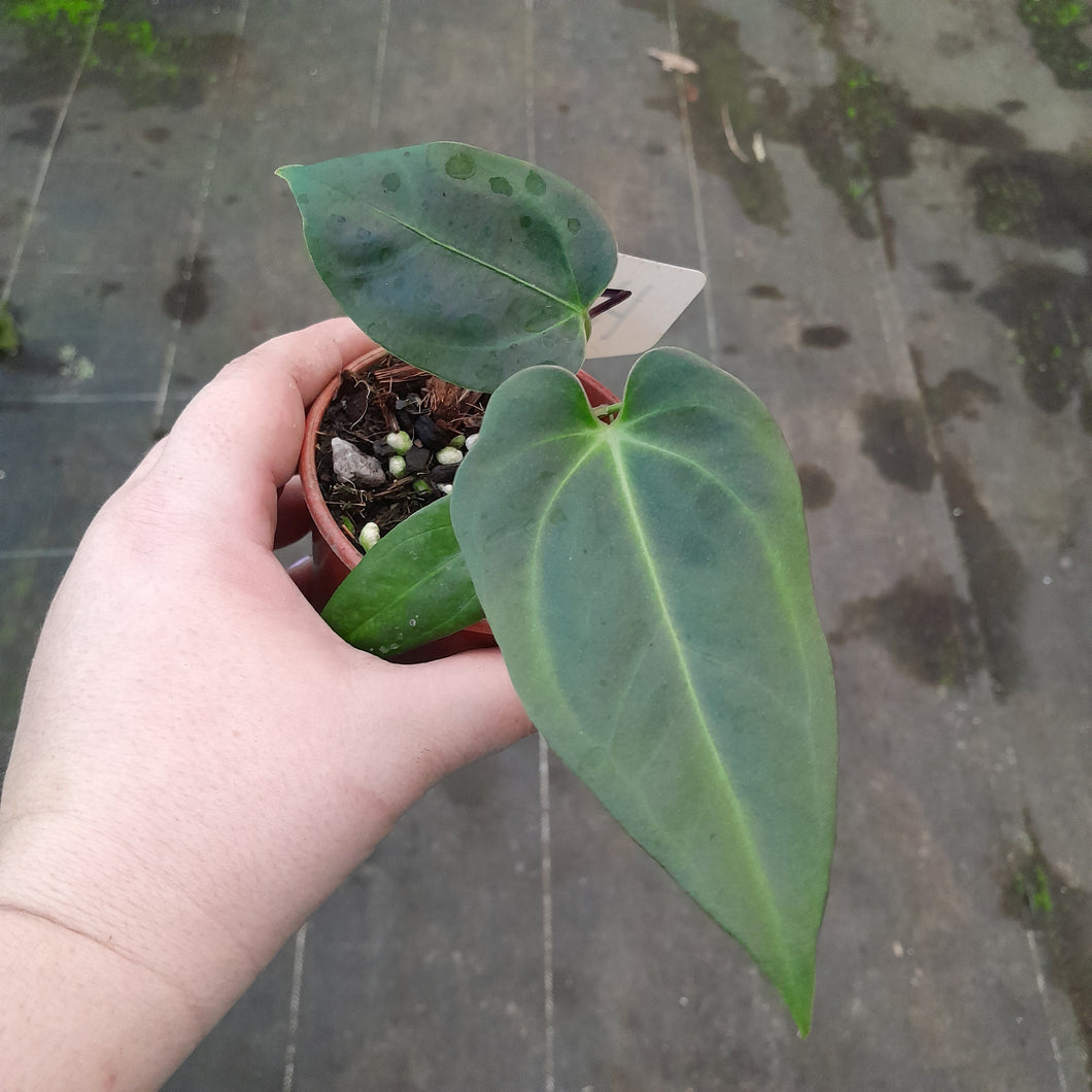 #107 Anthurium NOID