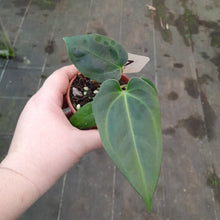 Load image into Gallery viewer, #107 Anthurium NOID